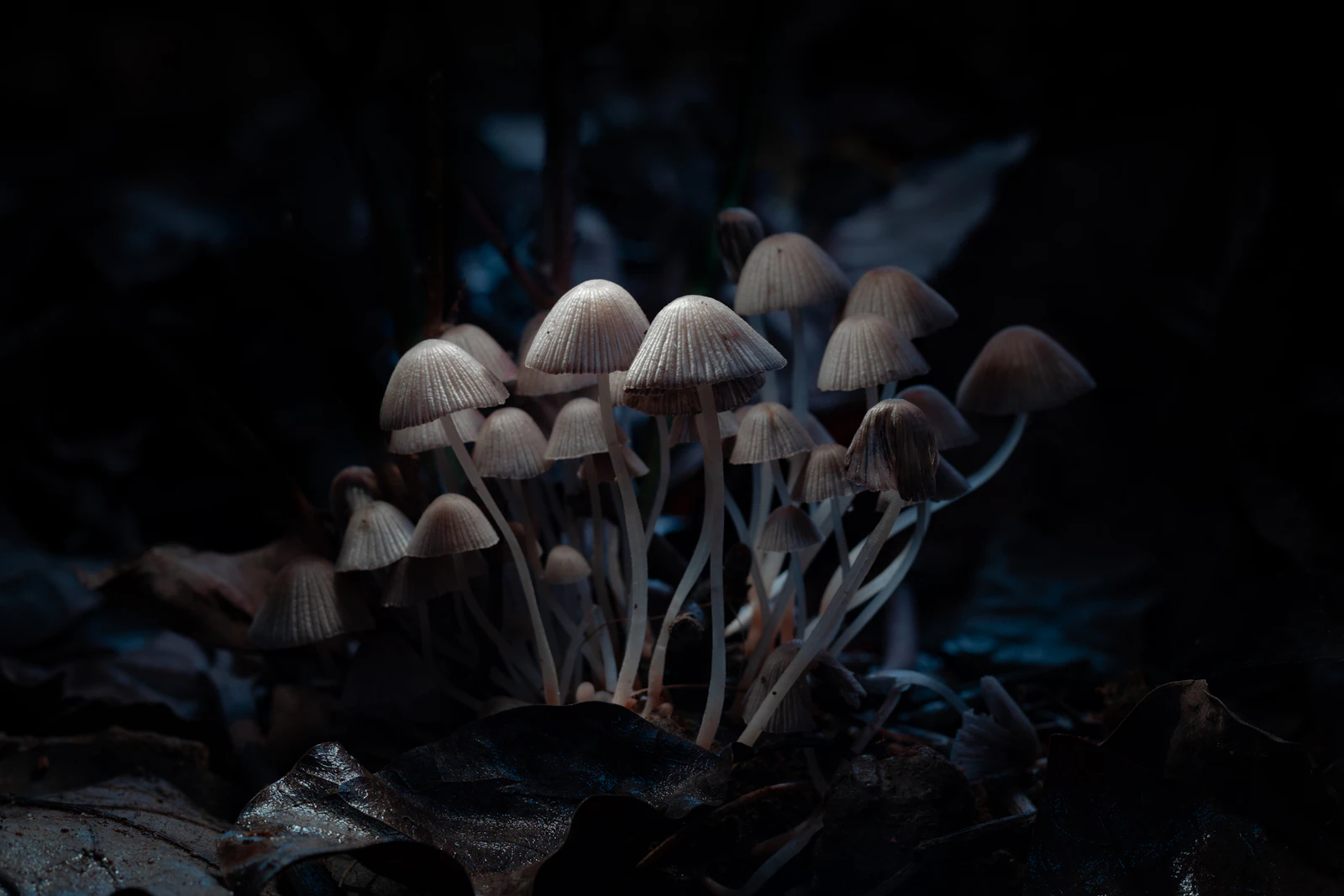Fresh mushrooms growing, similar to the functional varieties used in mushroom coffee blends